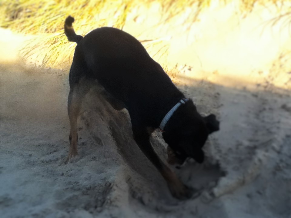 See how she spays the sand behind her.
