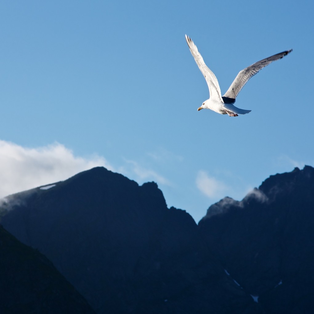 Seagull over mountains